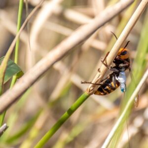 nukleer silah tesisinde radyoaktif ari yuvalari bulundu wypDyXF9