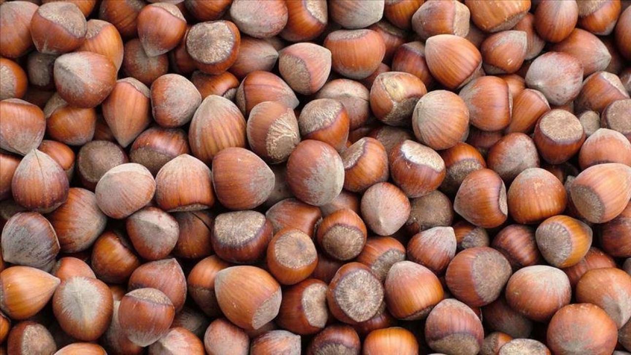 trabzonun 10 aylik findik ihracati 500 milyon dolari asti wRmwCIuf.jpg