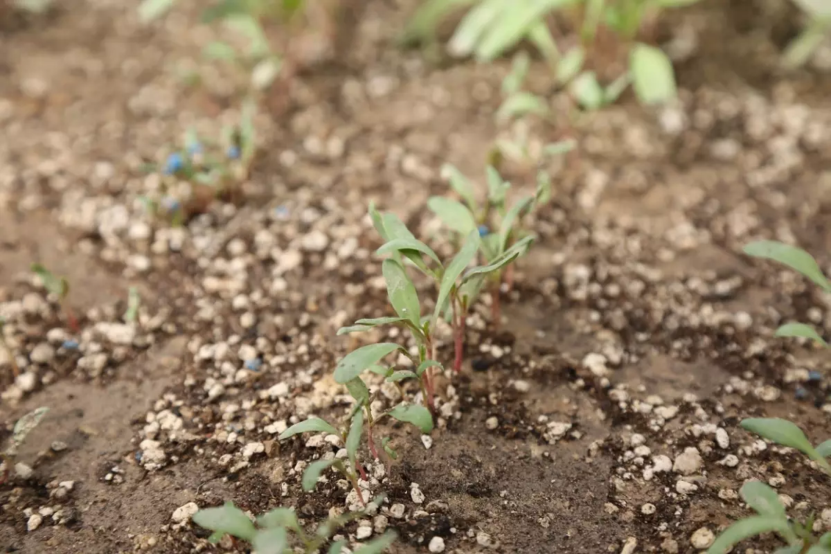 yerli seker pancari kalitesi artiyor fLHIqYy8.jpg