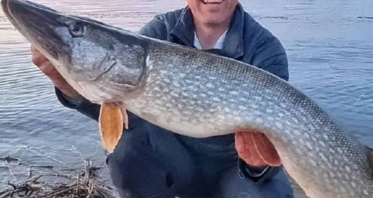 Yasağa Rağmen Dev Turna Balığı Yakalandı