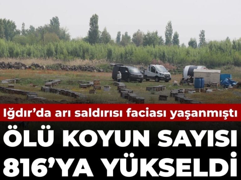 olu-koyun-sayisi-816-oldu-igdirda-ari-saldirisi-faciasi-RbmecgTZ
